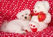 Happy Valentines ...