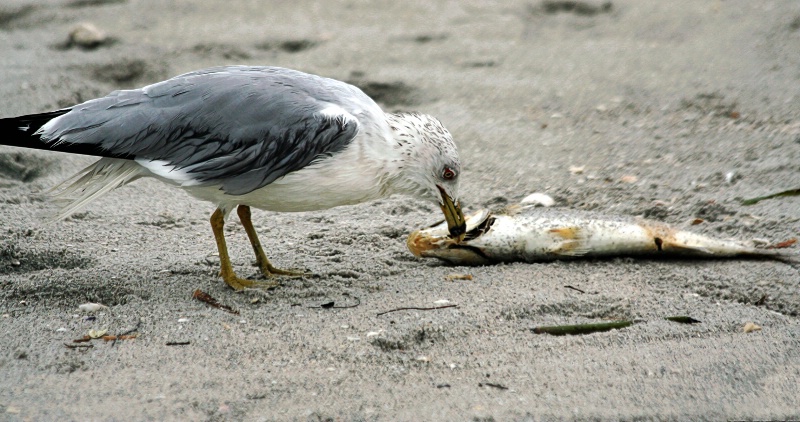 a bird's gotta eat - ID: 9753650 © Karen E. Michaels