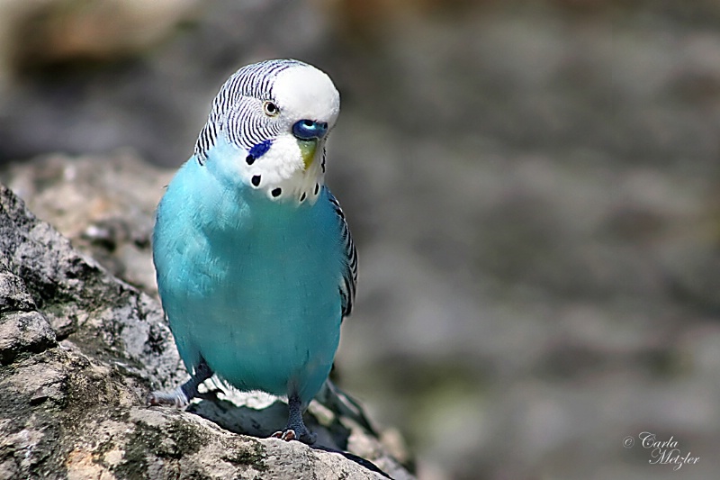 Budgie