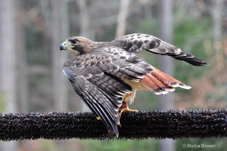 Red Tailed Hawk #2