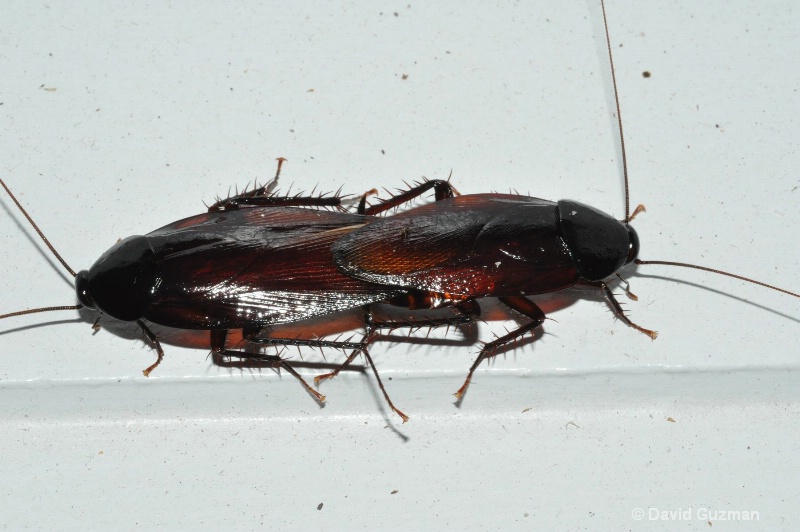 wood cockroaches mating