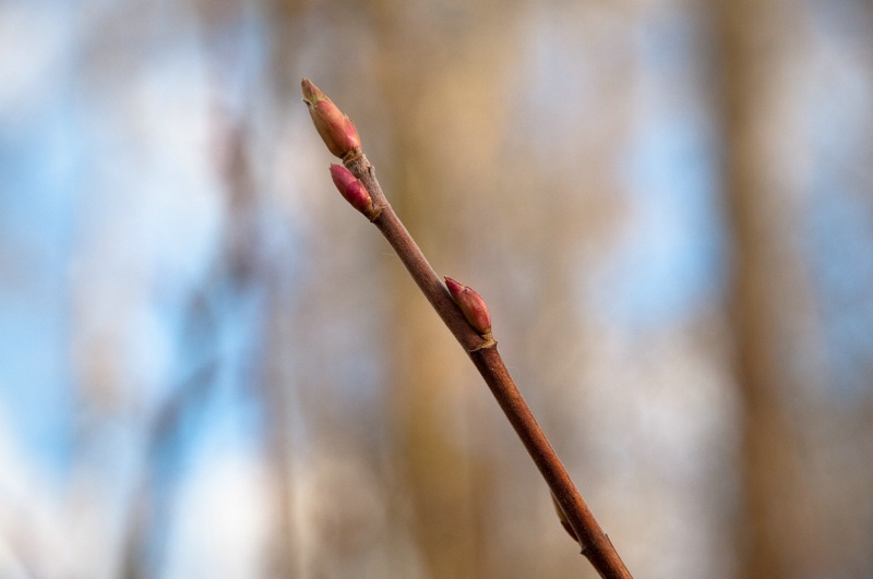 4.1 Spring is about to bud