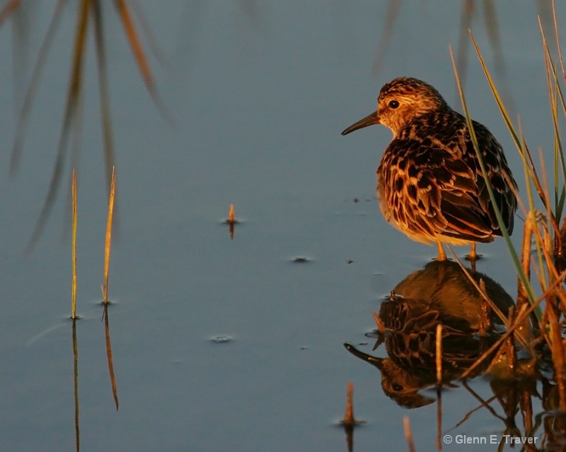 Sun setting Willet