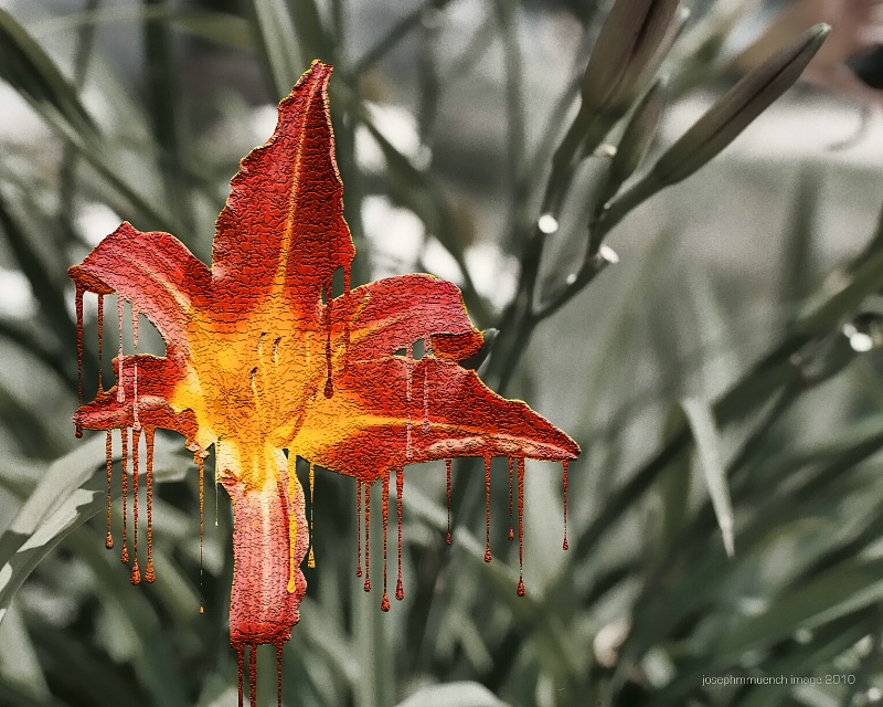 Martian Lily