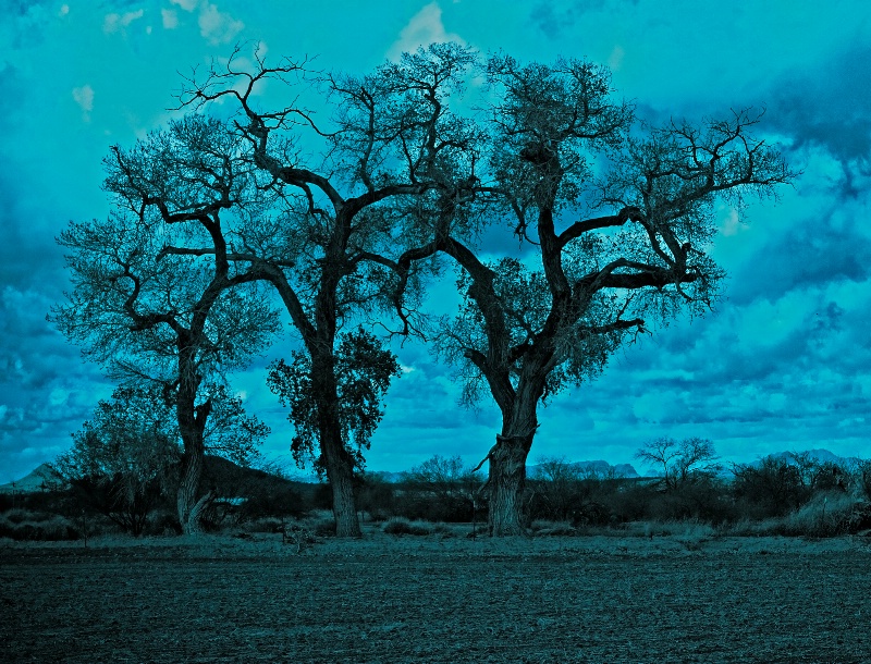 Three Trees