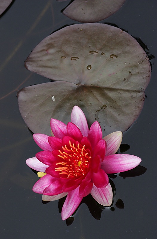 Red water lily