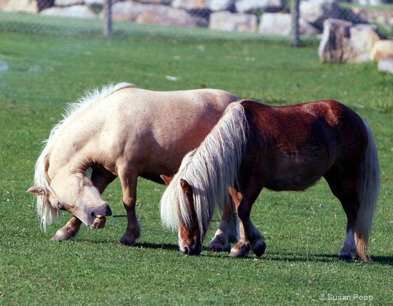 Ponies - ID: 9757155 © Susan Popp
