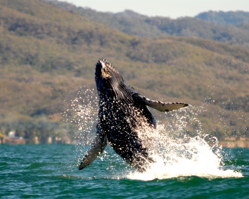 Baby Breach - ID: 9757163 © MICHAEL HUGHES