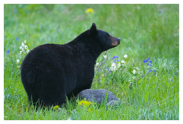 Black Bear, Wateron NP - ID: 9757273 © Jim D. Knelson