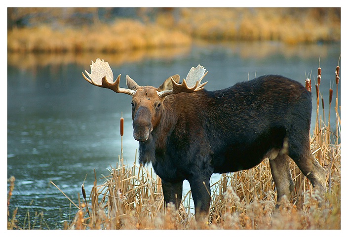 Bull Moose, Cypress Hills IPP SK - ID: 9757276 © Jim D. Knelson