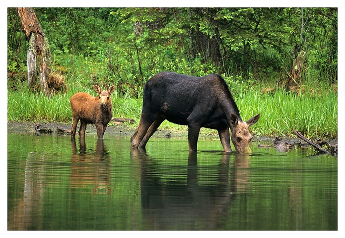 Moose Cow and Calf, Cypress Hills SK - ID: 9757313 © Jim D. Knelson