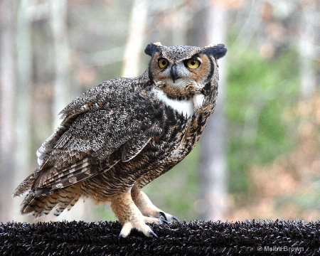 Great Horned Owl #3