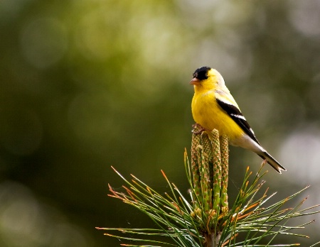 American Goldfinch -male