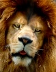 Lion Quiz