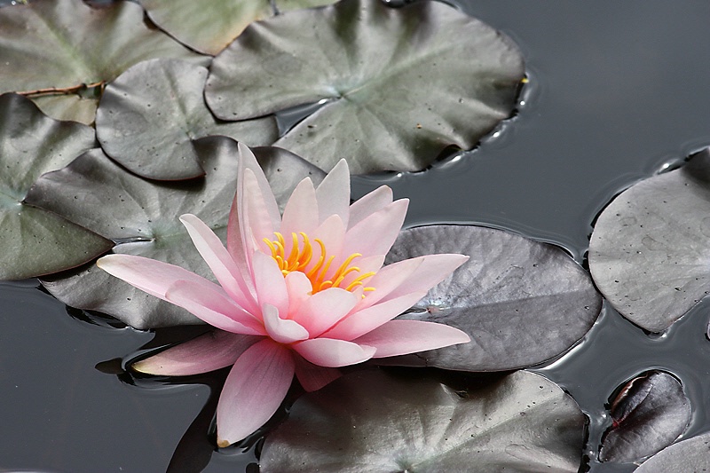 Pink water lily