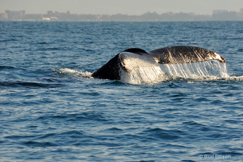 Diving Humpback