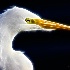 © Richard S. Young PhotoID # 9759731: Great Egret