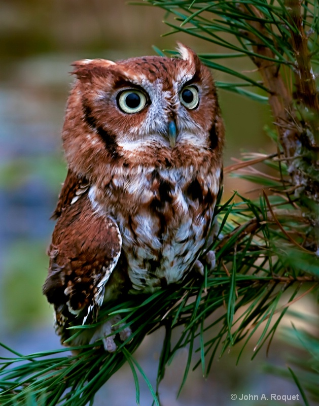 Screech Owl - ID: 9759798 © John A. Roquet