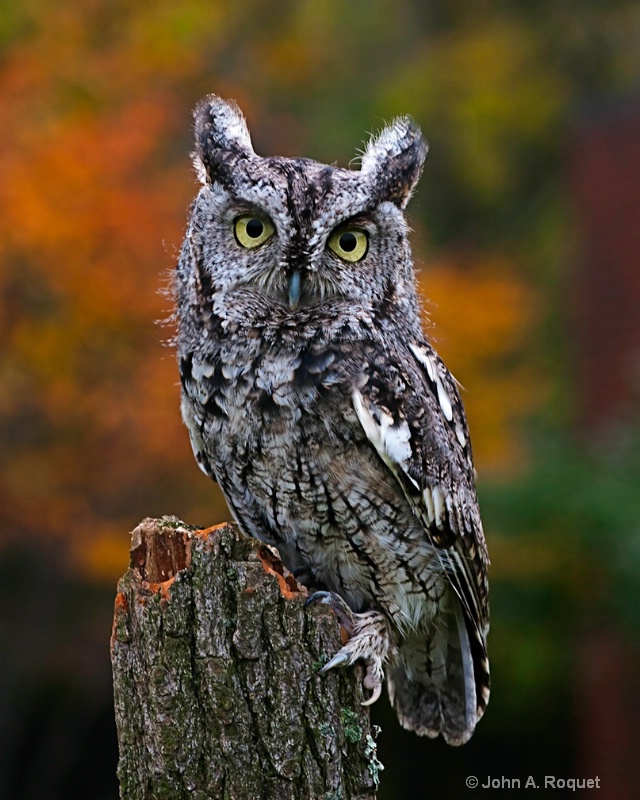 Screech Owl - ID: 9759799 © John A. Roquet