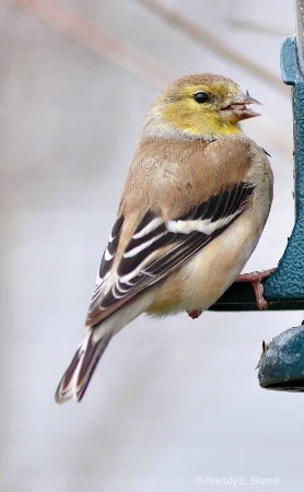 Profile of a Goldfinch