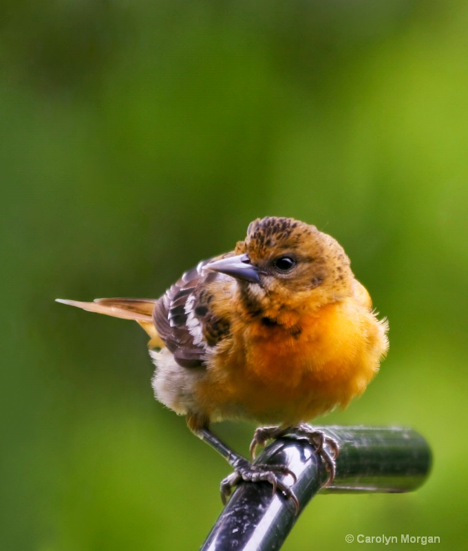 Baby Oriole Retouched