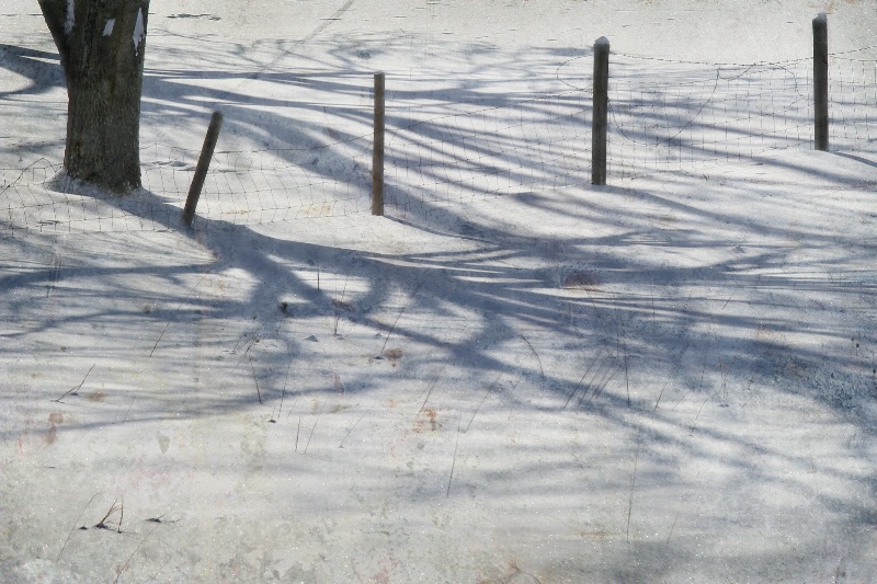 Snowy Shadows