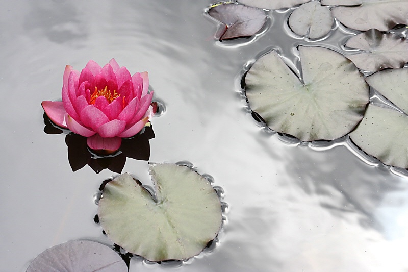 The queen of the silvery pond