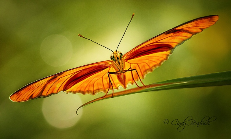 Photography Contest Grand Prize Winner - Hot  Wings