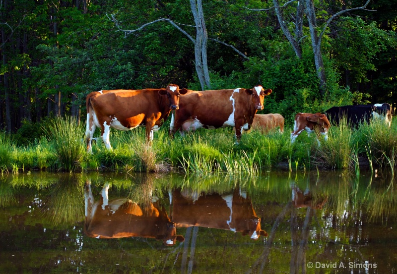 The Herd