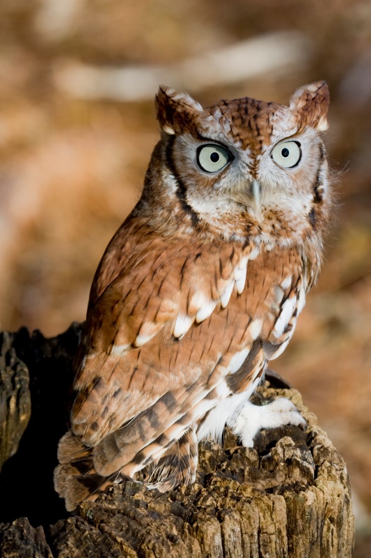 Eastern Screech Owl On a Stump