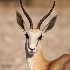 © Wendy Kaveney PhotoID # 9766253: Springbok (Antidorcas marsupialis)