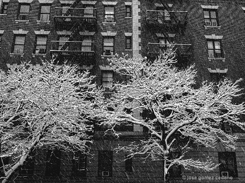 Snow Flakes New York 2010
