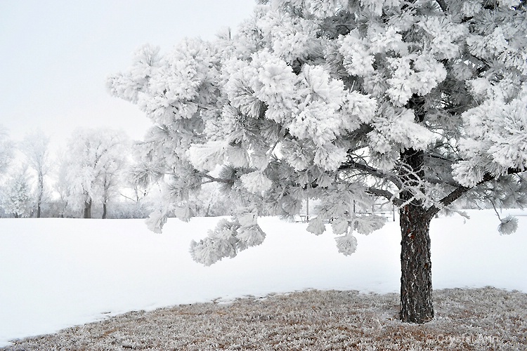 SNOWBALL TREE