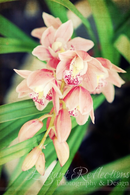 ~Vintage Orchid~