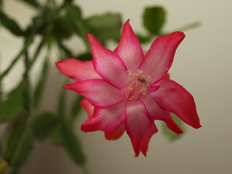 Christmas Cactus (Cropped a little more)