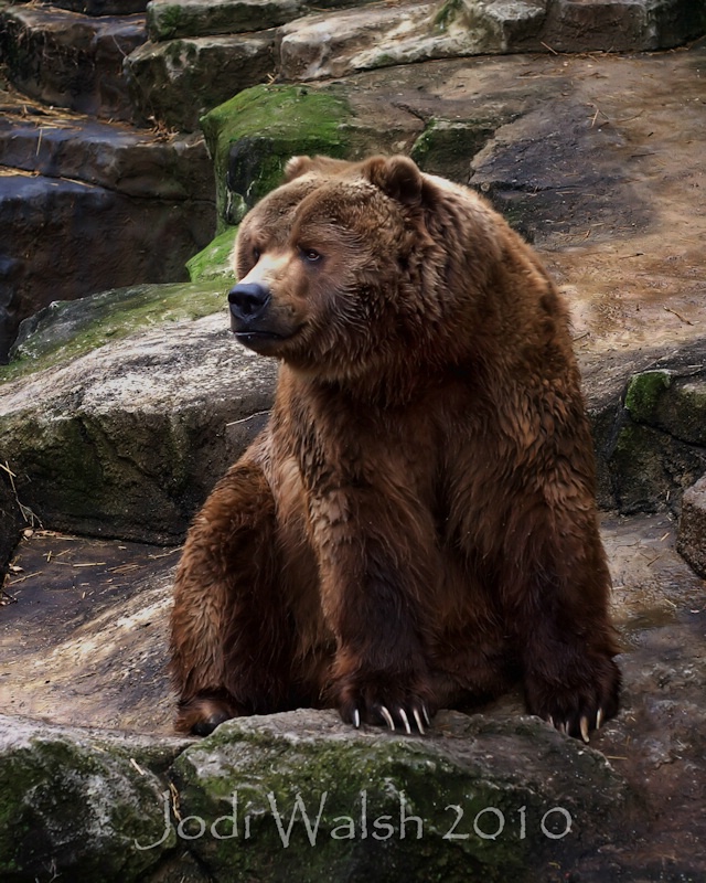 Portrait of a Bear