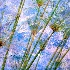 © John T. Sakai PhotoID# 9772821: Reeds in Winter