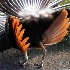© Amy G. McMillan PhotoID # 9772842: This is my other good side