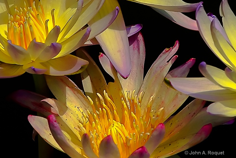 Water Lilies Glowing - ID: 9773168 © John A. Roquet