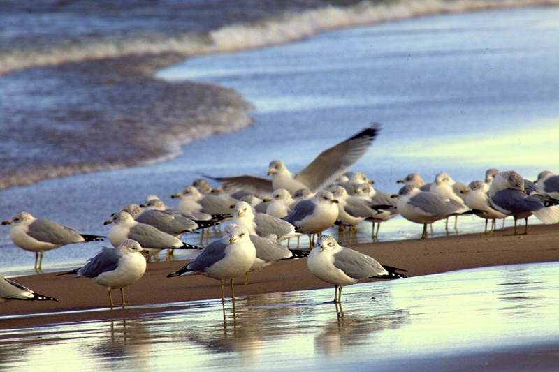Lake Michigan Sea Gulls - ID: 9773242 © John A. Roquet