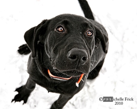 Black Pup in White Snow