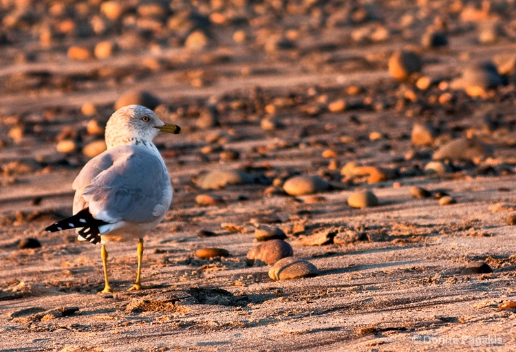 A Seagull