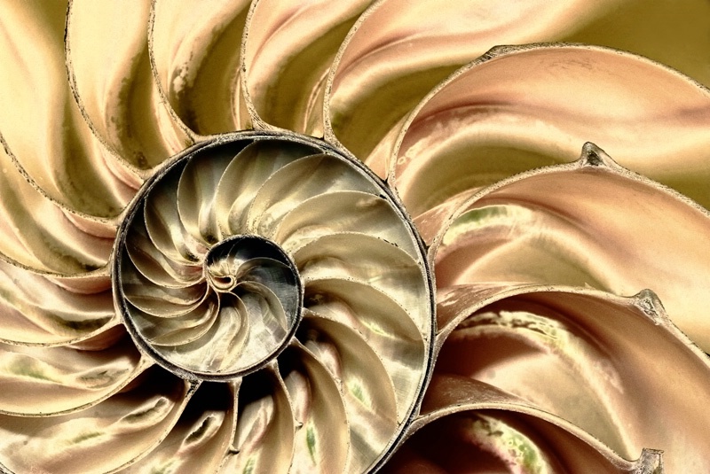 Nautilus Shell