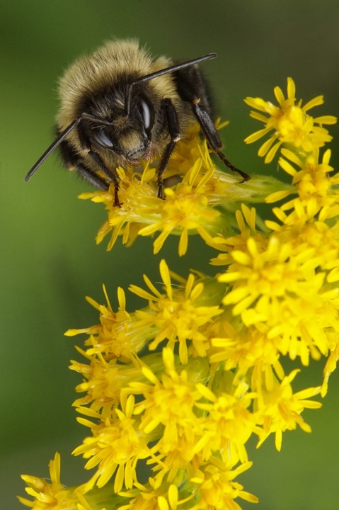 Bee On Goldenrod