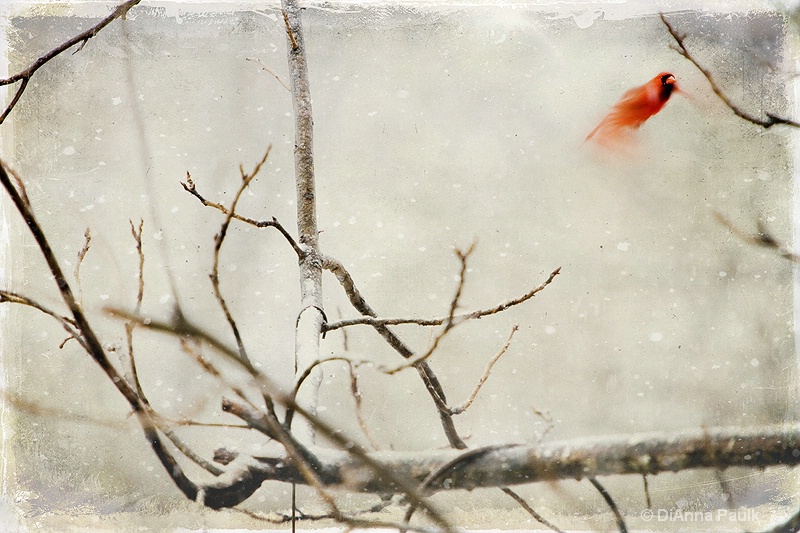 Winter Flight