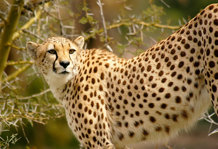 A Cheetah's Glance Back