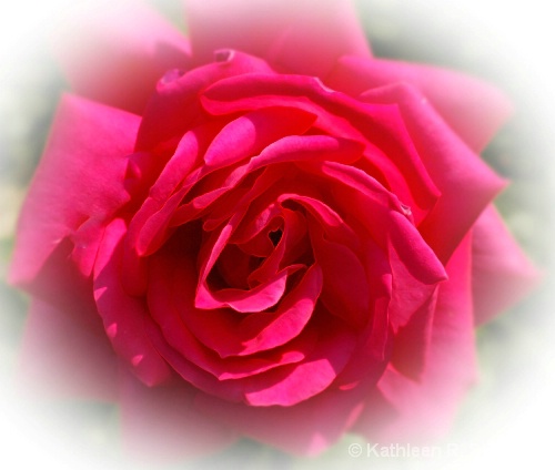 Soft Pink Rose