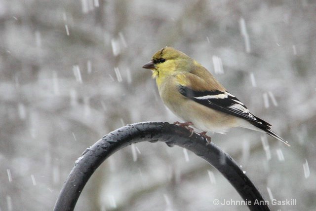 Goldfinch in Falling Snow