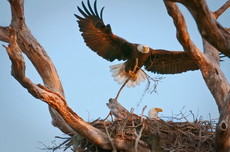 Eagles Nesting - ID: 9778557 © Bob Miller