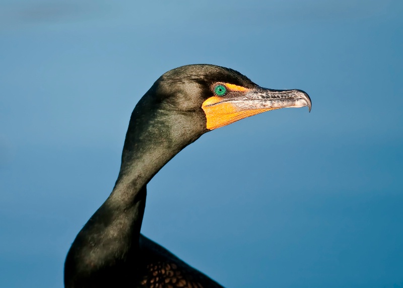Eye of the Cormorant - ID: 9778571 © Bob Miller